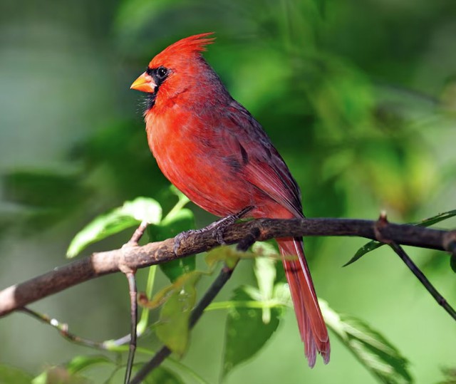 Những ai sinh vào giờ Ngọ Âm lịch không làm việc theo cảm hứng mà luôn tính toán để tối ưu hiệu quả, từ đó nâng cao thu nhập một cách bền vững. Ảnh minh họa