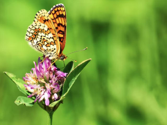 Kinh nghiệm sống tích lũy giúp người sinh ngày 12 Âm lịch đưa ra những quyết định đúng đắn, từng bước đạt được thành công - Ảnh minh họa.