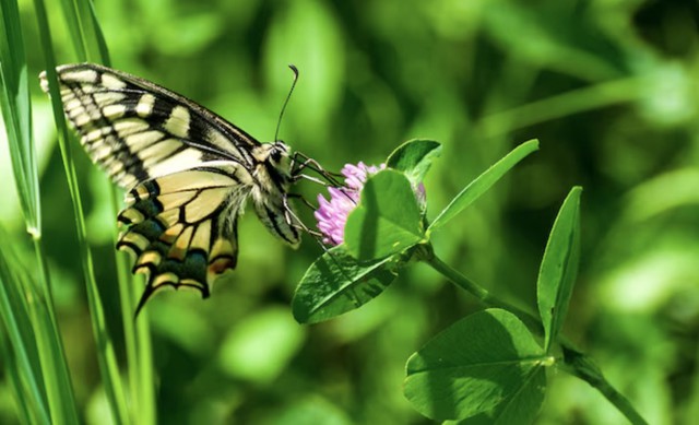 Người sinh ngày 9 Âm lịch thường có cuộc sống hài hòa, cả tình duyên lẫn tài chính đều đạt được sự viên mãn đáng ngưỡng mộ - Ảnh minh họa.