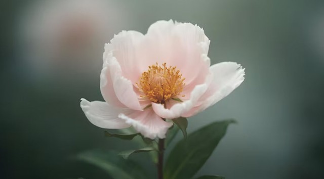 Những cô gái sinh vào ngày 2, 12 hoặc 22 Âm lịch không chỉ có cuộc sống vật chất ổn định, đường tình duyên của họ cũng khá êm đềm. Ảnh minh họa