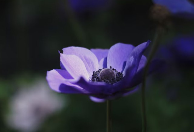 Những cô gái sinh vào ngày 9, 19 hoặc 29 Âm lịch thường có hôn nhân thuận lợi, cuộc sống đủ đầy, con cái giỏi giang. Ảnh minh họa