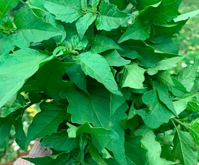 Cây rau ở quê có vị đắng nay thành đặc sản hương vị lạ, trồng một lần hái bán quanh năm, 70.000 đồng/kg - 1