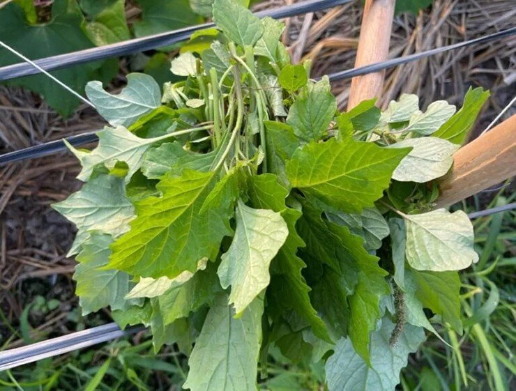 Cây rau ở quê có vị đắng nay thành đặc sản hương vị lạ, trồng một lần hái bán quanh năm, 70.000 đồng/kg - 2