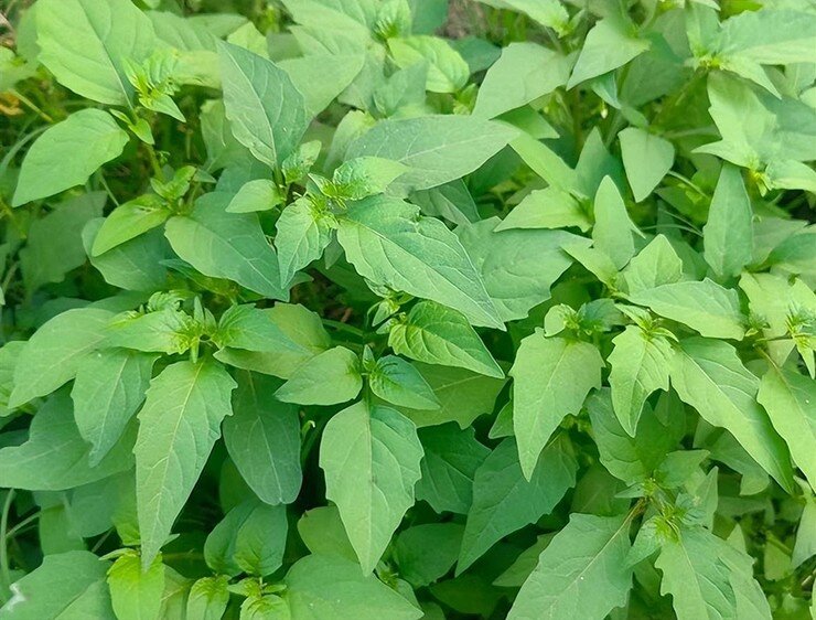 Cây rau ở quê có vị đắng nay thành đặc sản hương vị lạ, trồng một lần hái bán quanh năm, 70.000 đồng/kg - 3