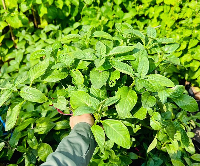 Cây rau dại mọc bờ rào nay thành đặc sản nổi tiếng có hương vị lạ, trồng 3 tháng là thu hoạch, 100.000 đồng/kg - 1