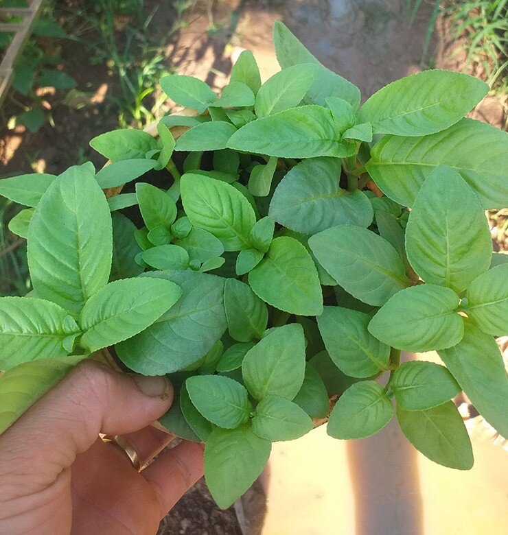 Cây rau dại mọc bờ rào nay thành đặc sản nổi tiếng có hương vị lạ, trồng 3 tháng là thu hoạch, 100.000 đồng/kg - 3