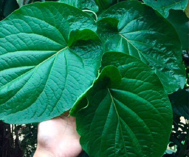 Cây mọc bờ rào được ví như amp;#34;lá kim cươngamp;#34;, trồng một lần hái bán quanh năm, thành đặc sản có hương vị lạ được ưa chuộng - 1