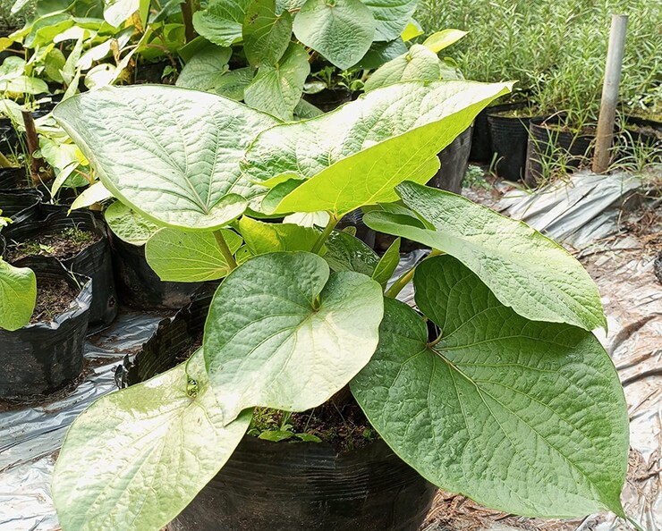 Cây mọc bờ rào được ví như amp;#34;lá kim cươngamp;#34;, trồng một lần hái bán quanh năm, thành đặc sản có hương vị lạ được ưa chuộng - 4