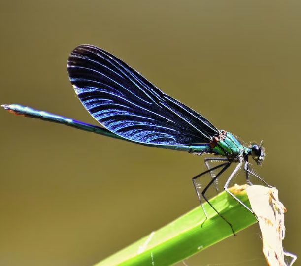 Ngay từ nhỏ, những em bé sinh vào giờ Sửu Âm lịch đã thể hiện sự điềm tĩnh, biết suy nghĩ và có ý thức tự lập sớm. Ảnh minh họa