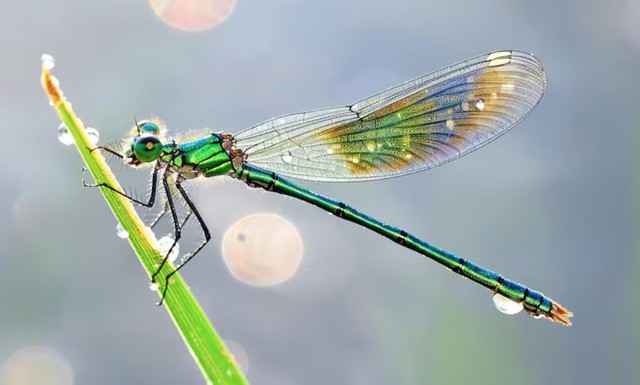 Những em bé sinh giờ Mão thường lanh lợi, hóm hỉnh và có chỉ số IQ cao ngay từ nhỏ. Ảnh minh họa