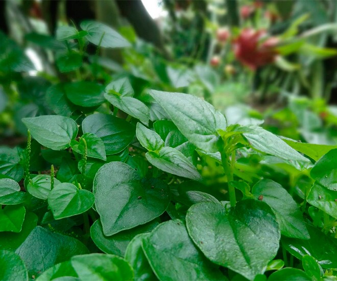 Cây dại ở bờ rào được ví như amp;#34;thuốc bổ tự nhiênamp;#34;, nay thành đặc sản 80.000 đ/kg, trồng một lần hái bán quanh năm - 1