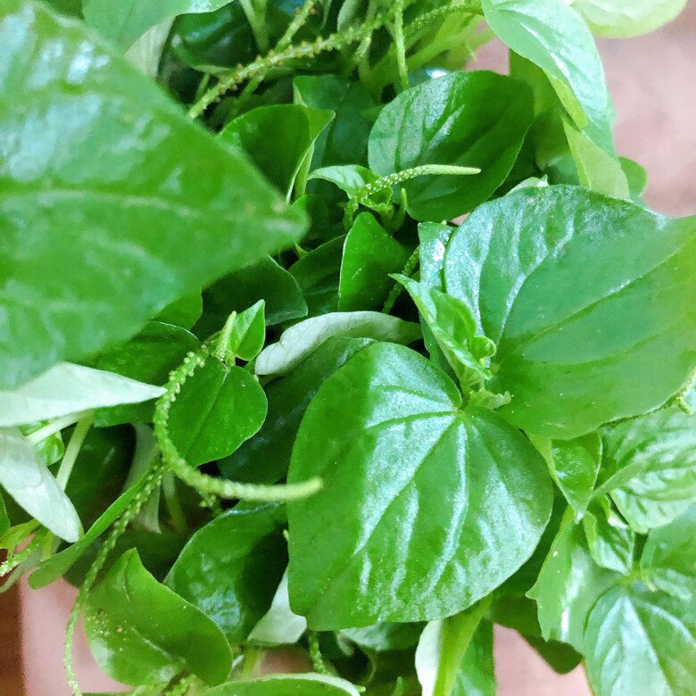 Cây dại ở bờ rào được ví như amp;#34;thuốc bổ tự nhiênamp;#34;, nay thành đặc sản 80.000 đ/kg, trồng một lần hái bán quanh năm - 3