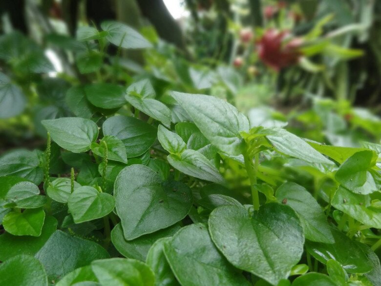 Cây dại ở bờ rào được ví như amp;#34;thuốc bổ tự nhiênamp;#34;, nay thành đặc sản 80.000 đ/kg, trồng một lần hái bán quanh năm - 4