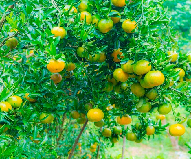 Loại quả amp;#34;tốt nhất thế giớiamp;#34; chỉ có ở Lào Cai, trồng một lần thu hoạch nhiều năm, thành đặc sản nổi tiếng được ưa chuộng - 1