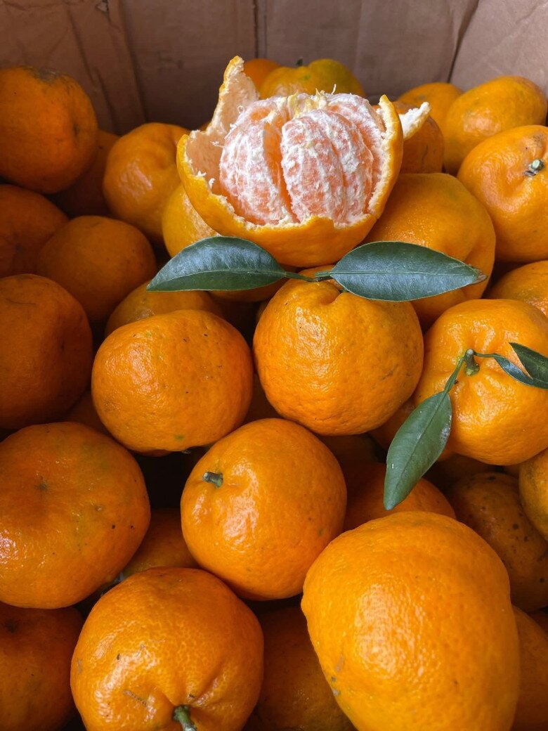 Loại quả amp;#34;tốt nhất thế giớiamp;#34; chỉ có ở Lào Cai, trồng một lần thu hoạch nhiều năm, thành đặc sản nổi tiếng được ưa chuộng - 2