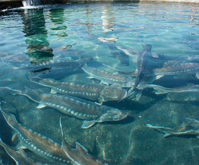 Loại cá có đầy ở Việt Nam amp;#34;tốt như cá hồiamp;#34;, không xương thịt dày, thành đặc sản làm đủ món ngon tốt cho sức khoẻ - 1