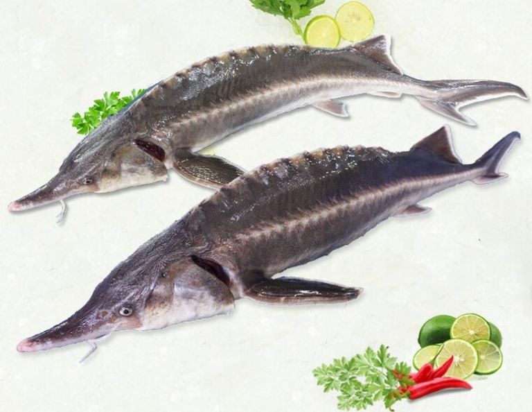 Loại cá có đầy ở Việt Nam amp;#34;tốt như cá hồiamp;#34;, không xương thịt dày, thành đặc sản làm đủ món ngon tốt cho sức khoẻ - 4