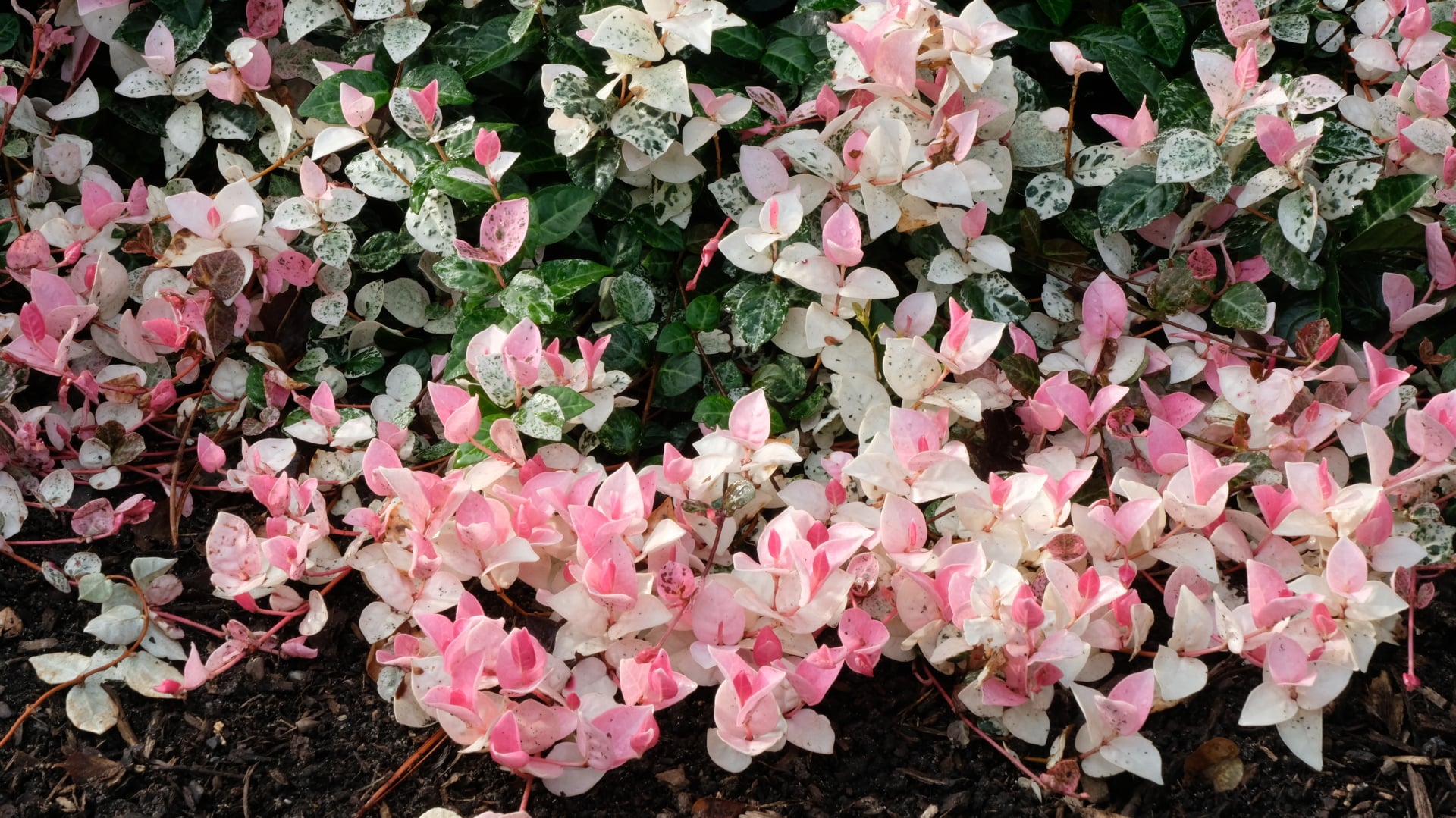 Cây cảnh này là một loại dây leo thường xanh, nổi bật với tán lá ba màu (tam thể).