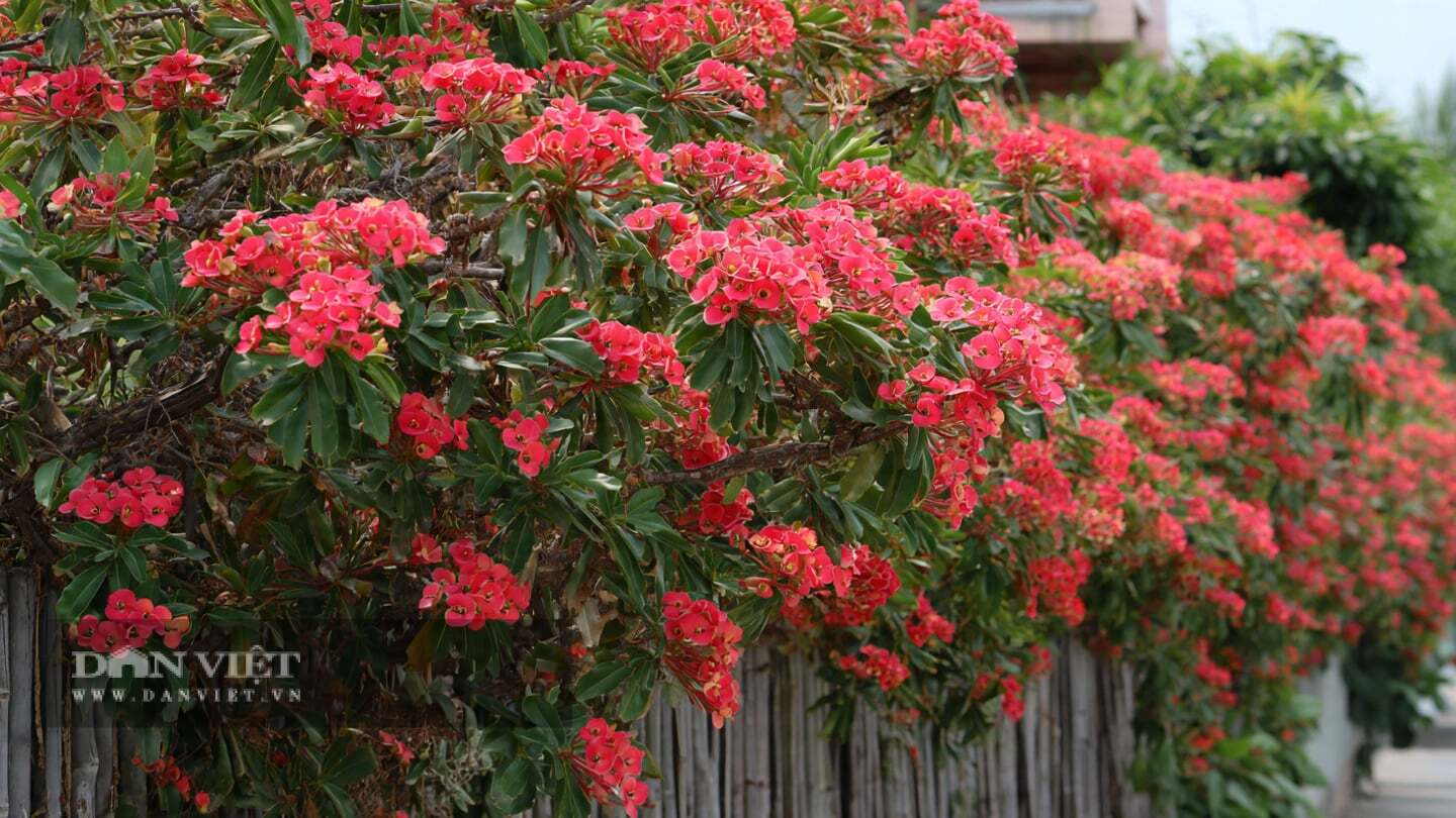 Cây cảnh xương rồng bát tiên có thời gian ra hoa đặc biệt dài