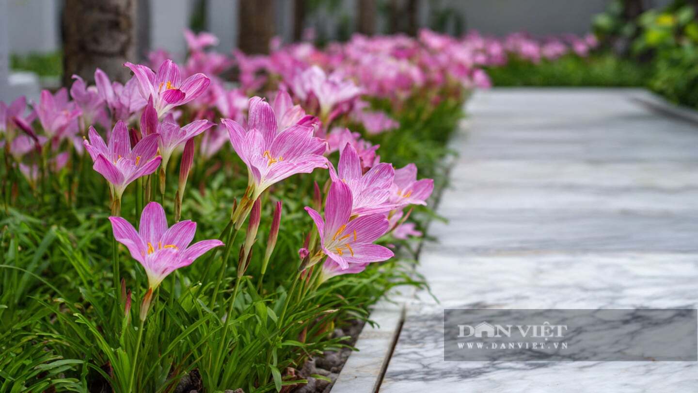 img src/upload/1-2026/images/2026-03-25/1774410763-hue-mua-cay-canh-a-2241-width1440height810.jpeg width660 /