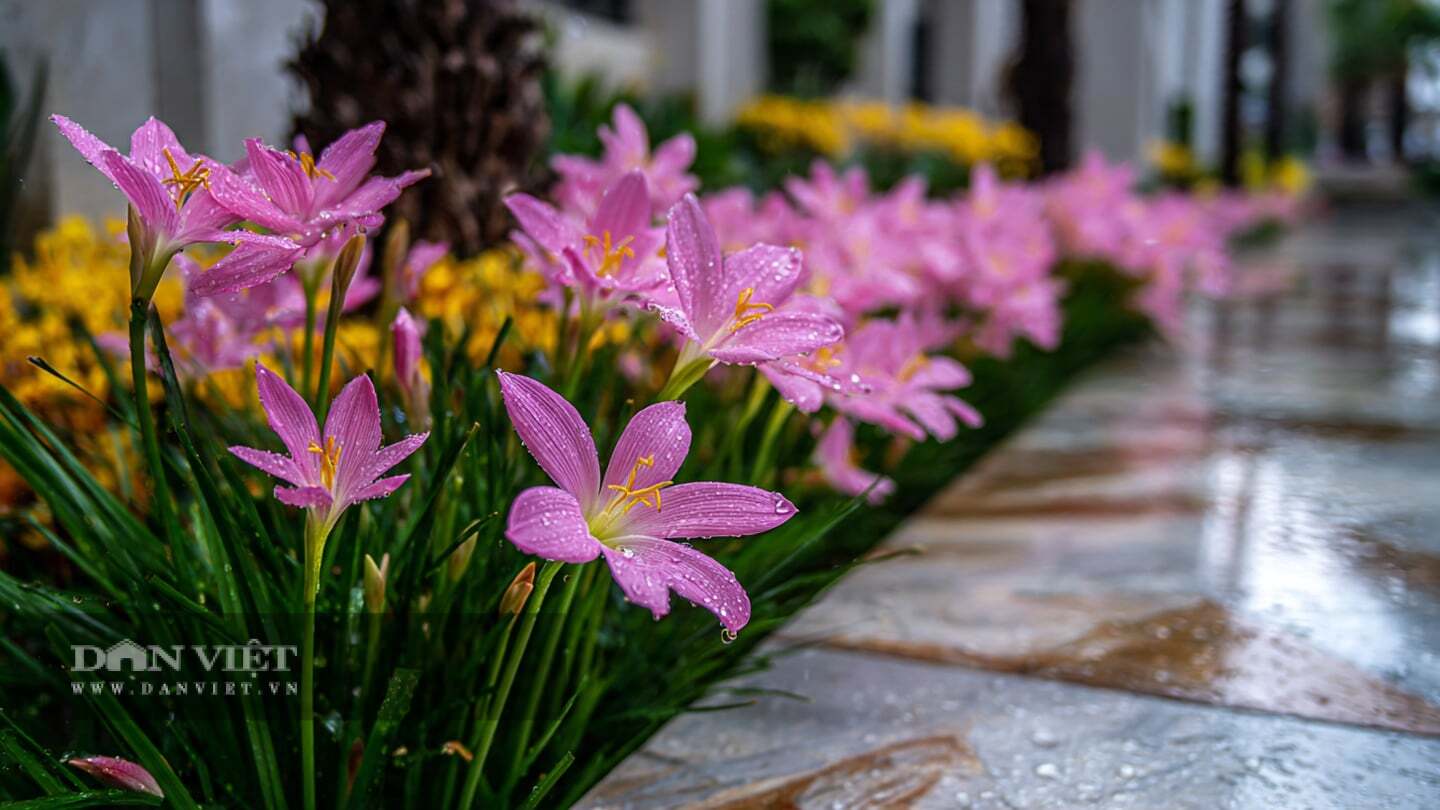 4 cây cảnh bất tử, càng nắng mưa càng rực rỡ, tươi tốt, xua đuổi tà ma, hóa giải sát khí, bảo vệ gia đình - 6