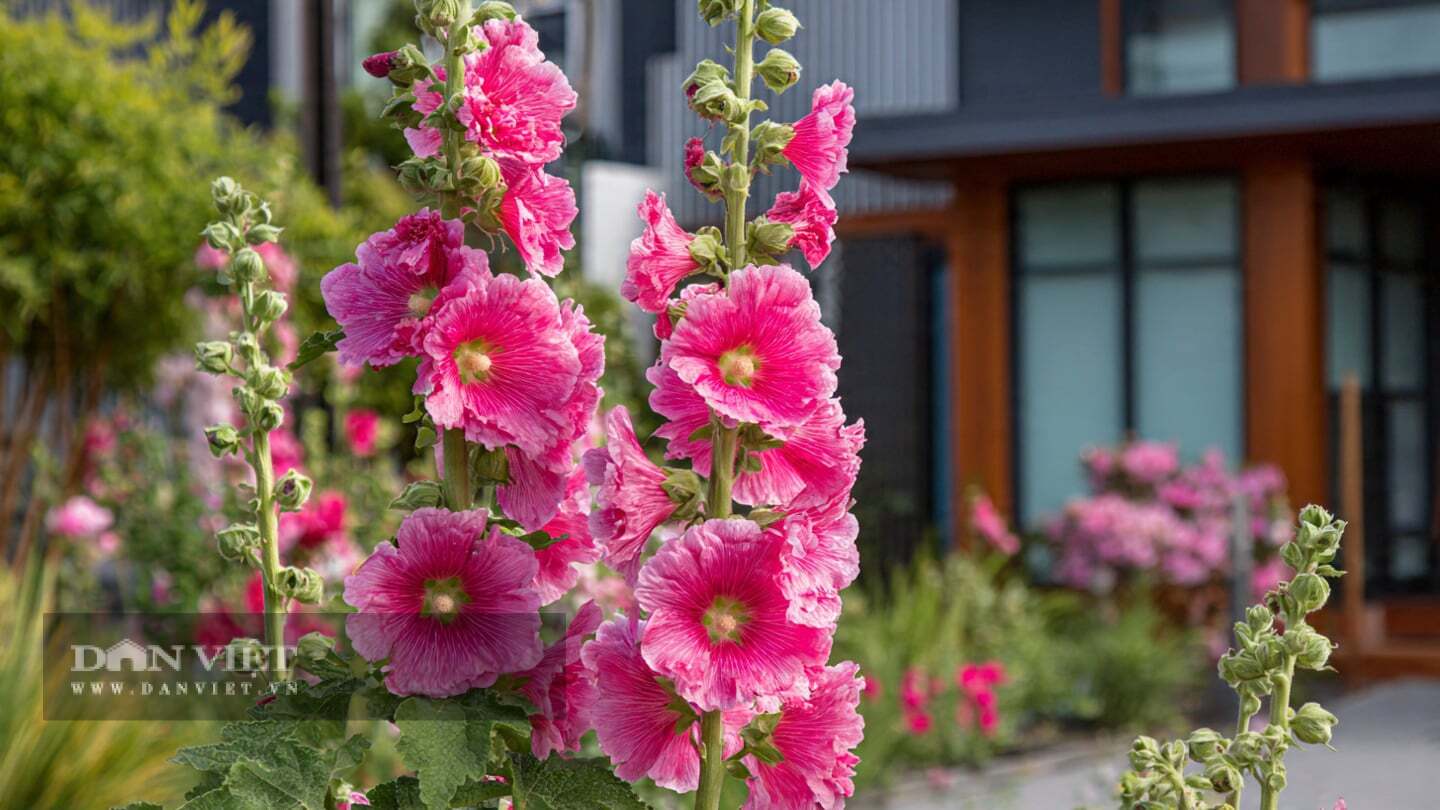 Cây cảnh này chịu được lạnh và hạn hán, và chúng không đòi hỏi nhiều về đất.