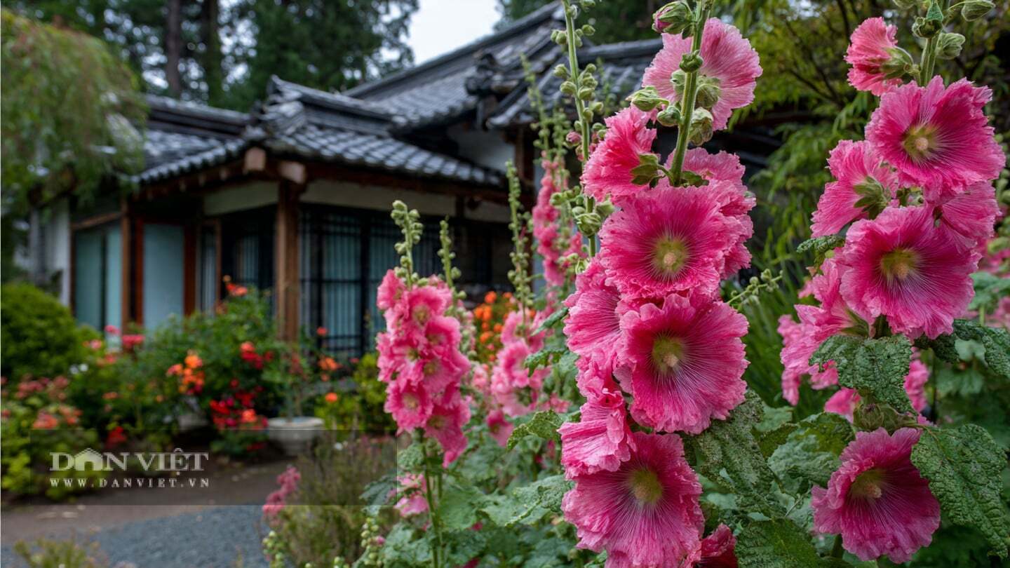 Trồng cây cảnh ở nơi có nhiều nắng,