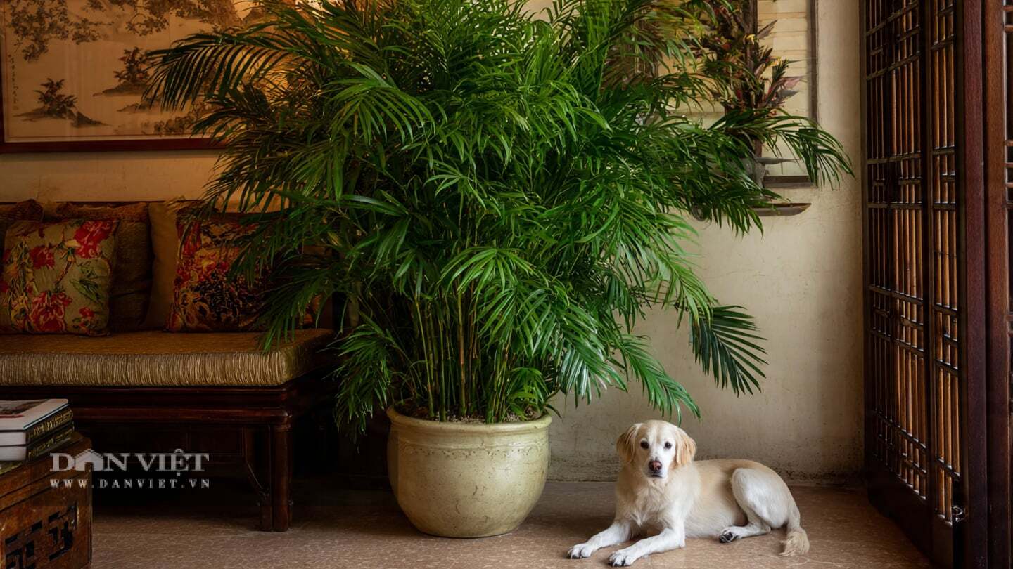 Theo người xưa, cây cảnh này tượng trưng cho sự bình yên, may mắn