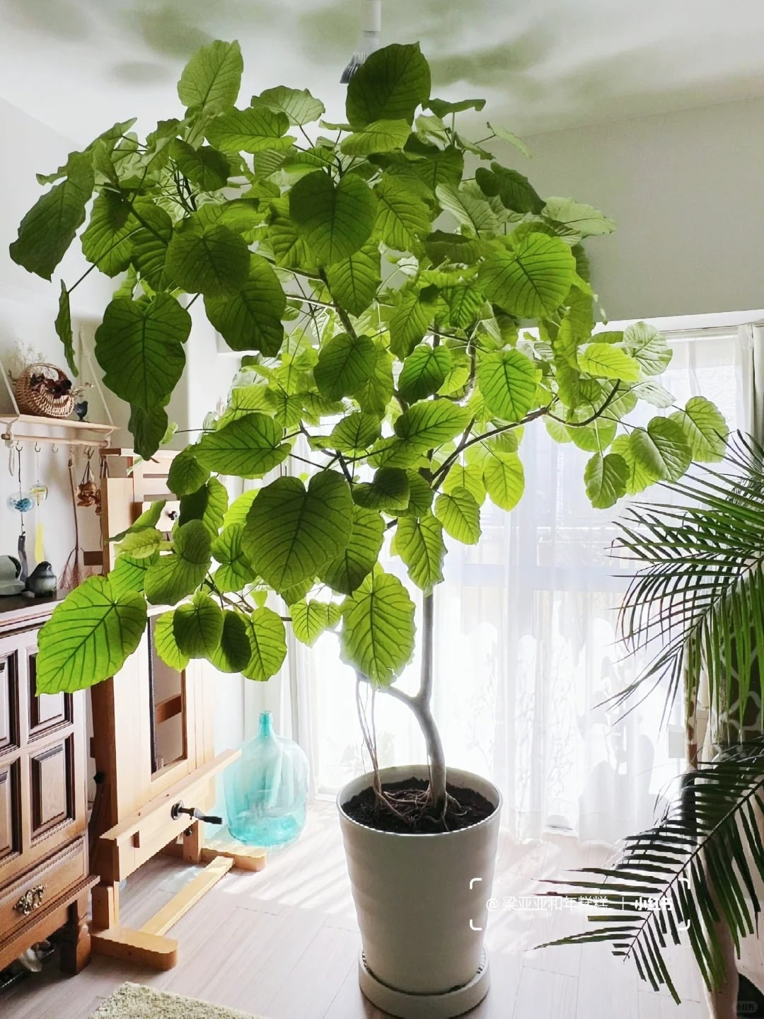 Người xưa cho rằng, cây cảnh này tượng trưng cho tình yêu thương và sự quan tâm, sự ấm áp và hy vọng.