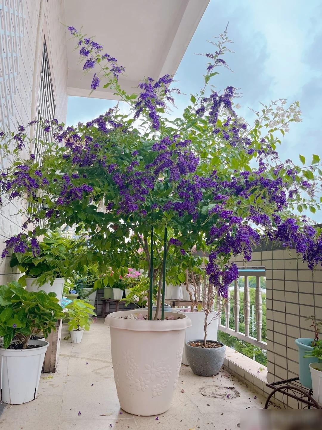 Người xưa cho rằng, cây cảnh này được cho là có năng lượng ma thuật, có thể xua đuổi tà ma và thu hút may mắn