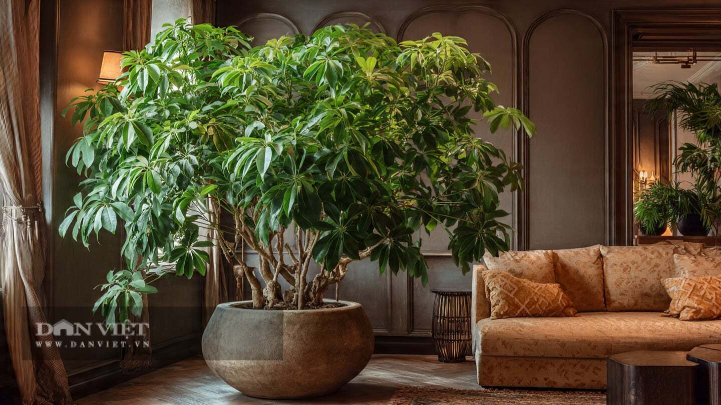 Người xưa dặn: Trồng 5 cây cảnh trong nhà, thịnh vượng và may mắn ghé thăm, gia đình tràn đầy lộc không phải là mê tín dị đoan
