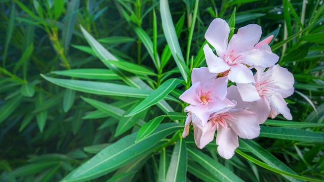 Trúc đào có hoa đẹp nhưng lại chứa độc tố trong nhựa cây, có thể gây dị ứng da hoặc ngộ độc nhẹ nếu vô tình tiếp xúc.