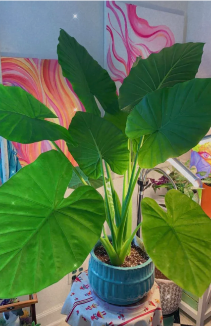 Cây có tán rộng để bàn làm việc sẽ cản trở ánh sáng và làm mất sự cân đối trong bố cục văn phòng.