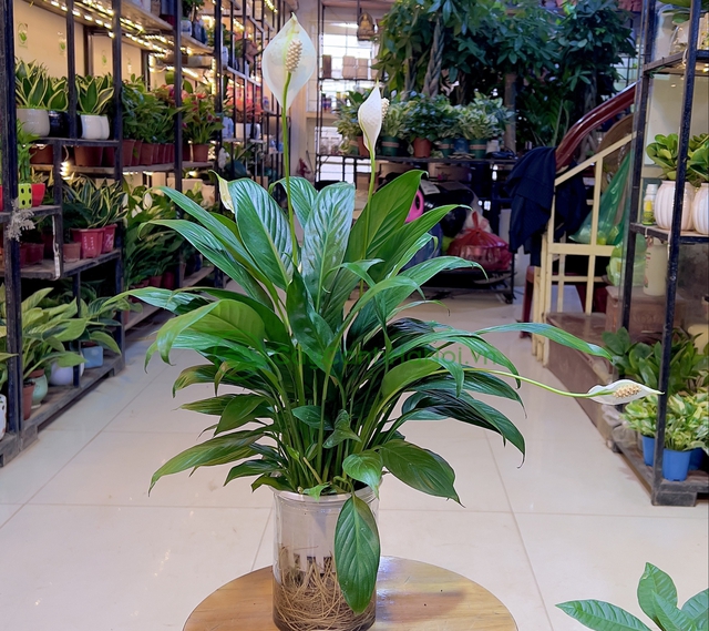 Việc lựa chọn sai cây cảnh có thể gây ảnh hưởng tiêu cực đến sức khỏe, năng suất làm việc, cũng như không gian tổng thể.