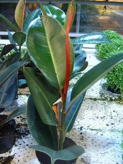 Cây quá lớn, tán rộng, hoặc có gai có thể chiếm diện tích, vướng víu trong văn phòng nhỏ.