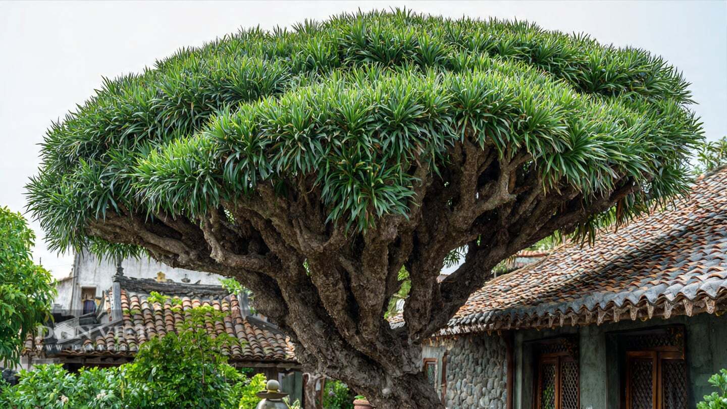 Người xưa tin rằng cây huyết rồng sở hữu năng lượng tích cực mạnh mẽ, có khả năng bảo vệ nhà cửa và xua đuổi tà ma.