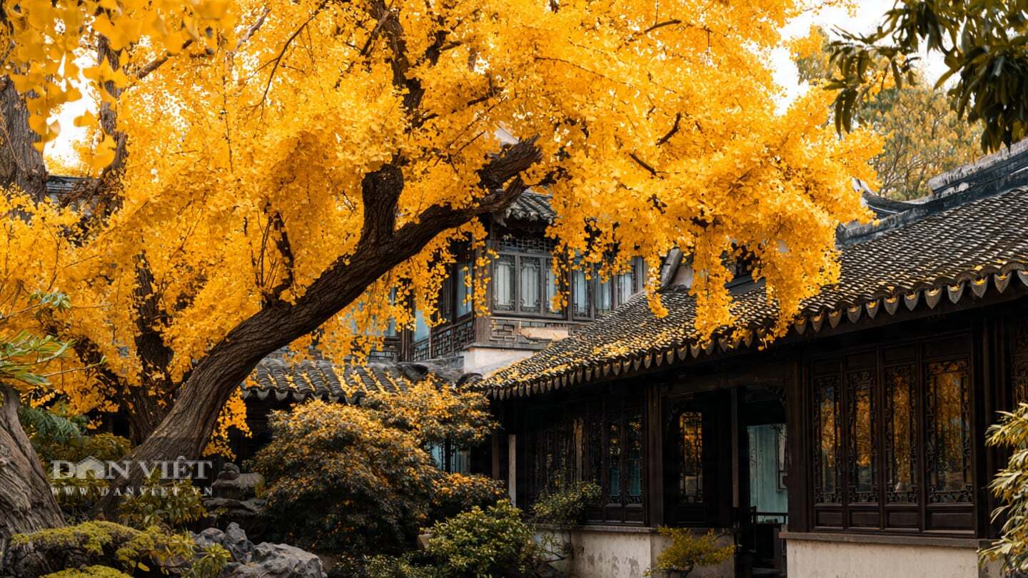 Người xưa tin rằng loại cây này thu hút năng lượng tích cực vào nhà