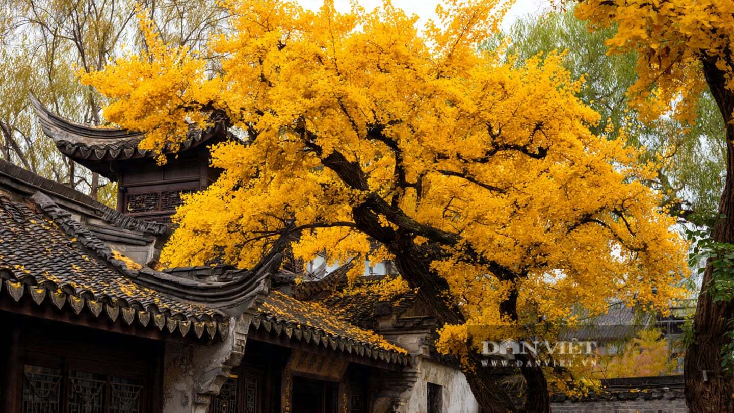 Do đó, người xưa cho rằng bạch quả biểu trưng cho sự vương giả, thịnh vượng, giàu có.