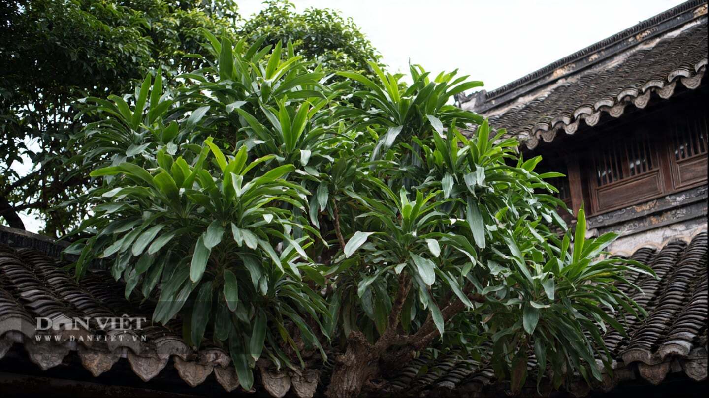 Theo người xưa, cây cảnh thiết mộc lan tượng trưng cho sự giàu sang, đem lại phúc lộc cho gia chủ.