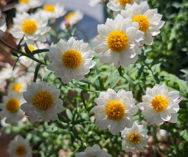 Loài hoa “bất tử” nở cả nghìn bông thành biển hoa rực rỡ, thơm dịu dàng, cắm cành xuống đất là bén rễ - 1