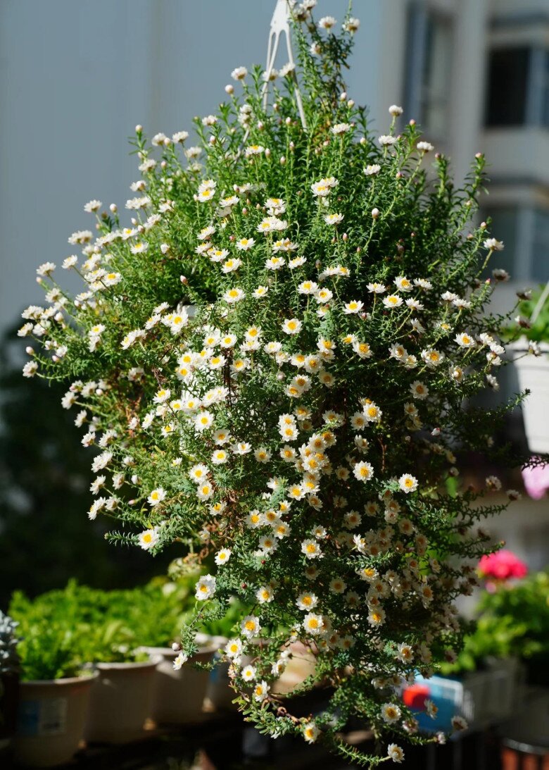 Loài hoa “bất tử” nở cả nghìn bông thành biển hoa rực rỡ, thơm dịu dàng, cắm cành xuống đất là bén rễ - 2