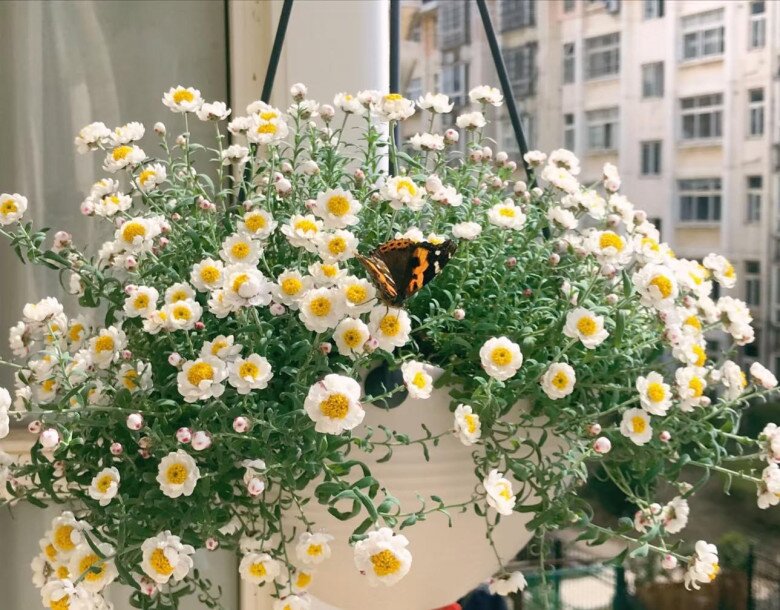 Loài hoa “bất tử” nở cả nghìn bông thành biển hoa rực rỡ, thơm dịu dàng, cắm cành xuống đất là bén rễ - 3