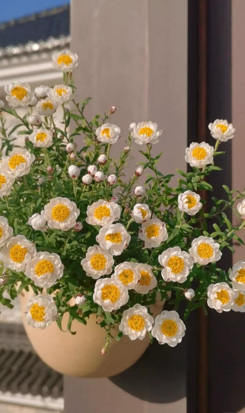 Loài hoa “bất tử” nở cả nghìn bông thành biển hoa rực rỡ, thơm dịu dàng, cắm cành xuống đất là bén rễ - 4