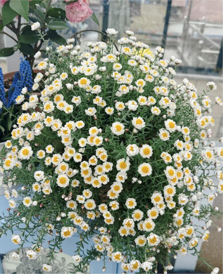 Loài hoa “bất tử” nở cả nghìn bông thành biển hoa rực rỡ, thơm dịu dàng, cắm cành xuống đất là bén rễ - 5