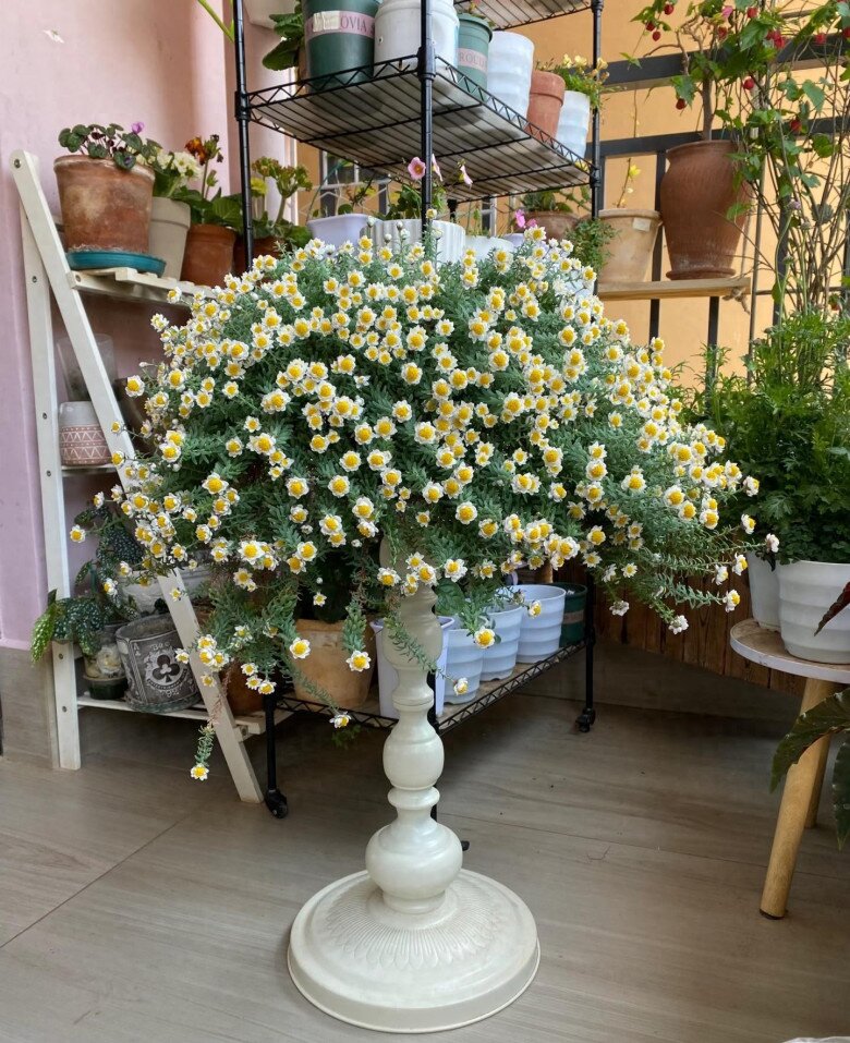 Loài hoa “bất tử” nở cả nghìn bông thành biển hoa rực rỡ, thơm dịu dàng, cắm cành xuống đất là bén rễ - 6