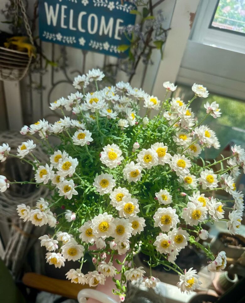 Loài hoa “bất tử” nở cả nghìn bông thành biển hoa rực rỡ, thơm dịu dàng, cắm cành xuống đất là bén rễ - 7