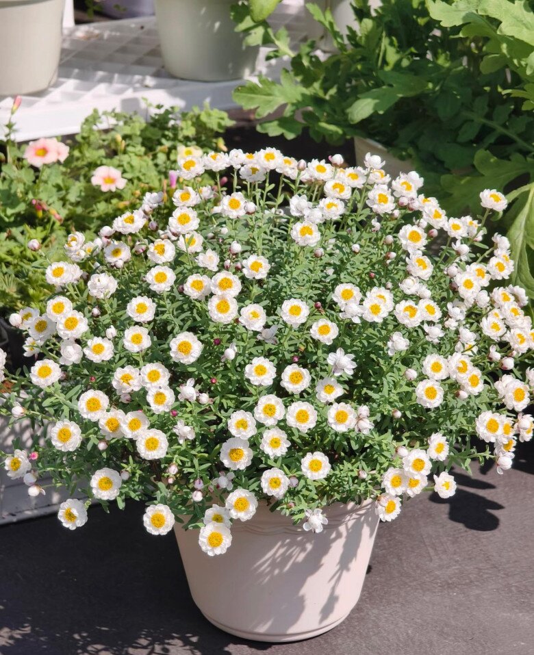 Loài hoa “bất tử” nở cả nghìn bông thành biển hoa rực rỡ, thơm dịu dàng, cắm cành xuống đất là bén rễ - 9