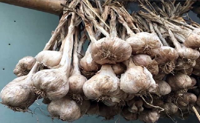 Tỏi thường được đặt trong bếp.