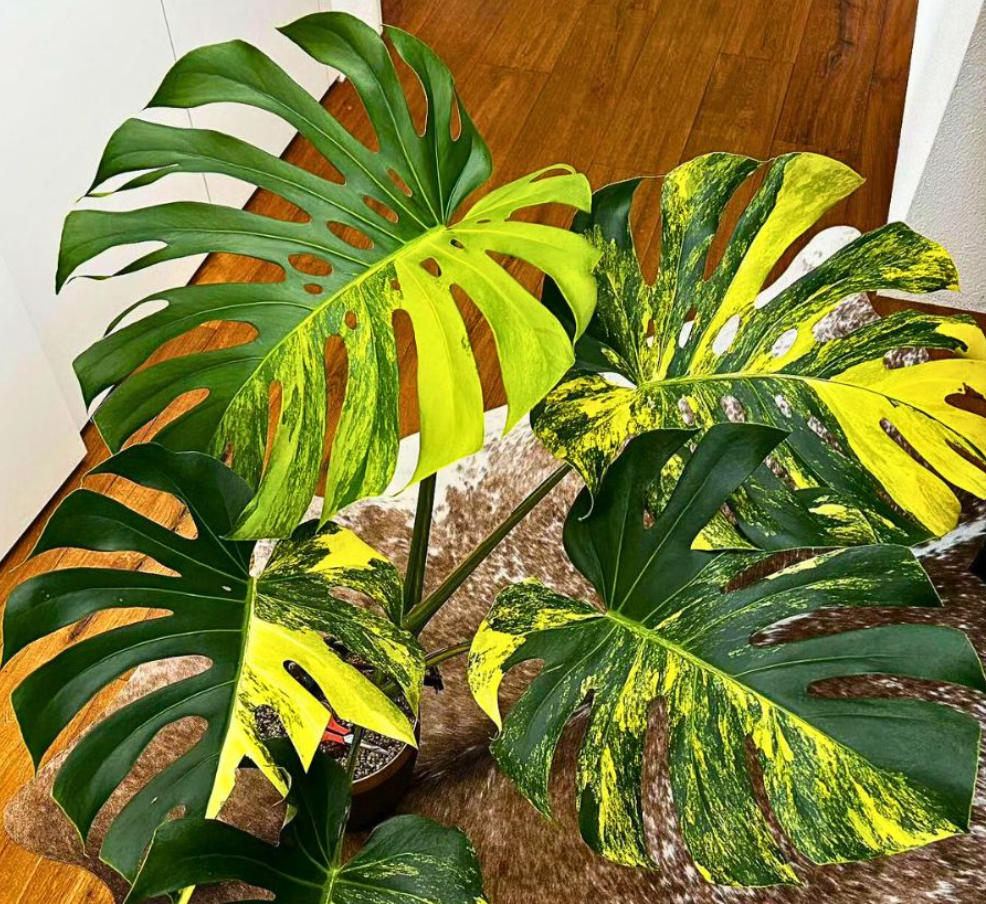 Trầu bà Nam Mỹ đột biến vàng với những mảng lá loang độc đáo, mỗi chiếc lá mang một vẻ đẹp riêng không trùng lặp. Ảnh: Thursd