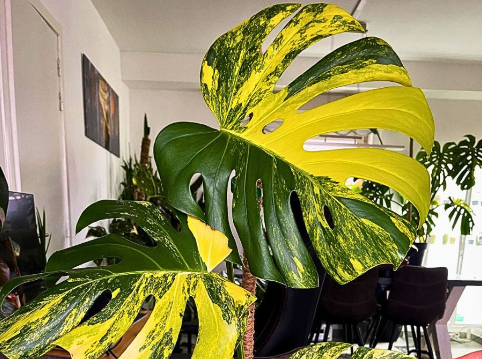 Chậu Monstera Aurea đặt trong không gian sống, vừa tạo điểm nhấn sang trọng vừa được tin mang lại tài lộc, may mắn. Ảnh: Thursd